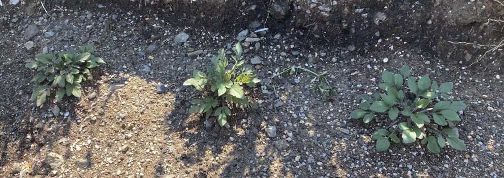 ルドベキアプレーリーグロ―茂る葉
