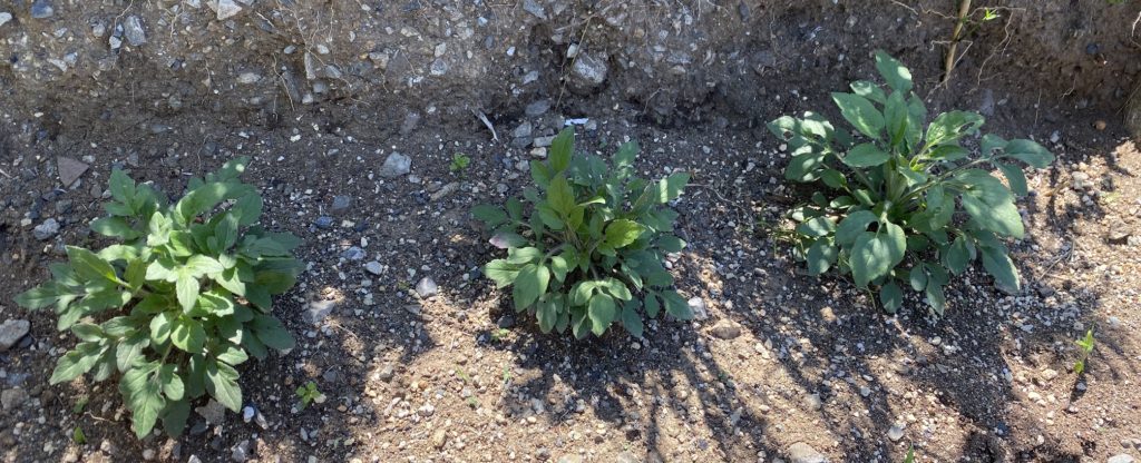 ルドベキアプレーリーグロ―　茎成長