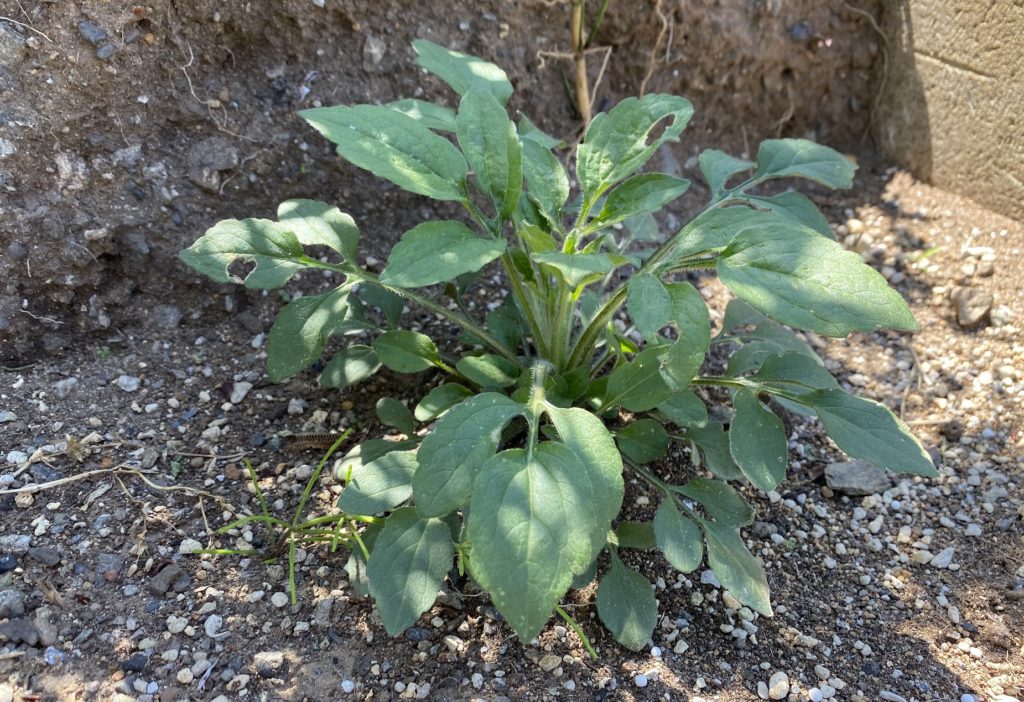 ルドベキアプレーリーグロ―　さらに茎成長