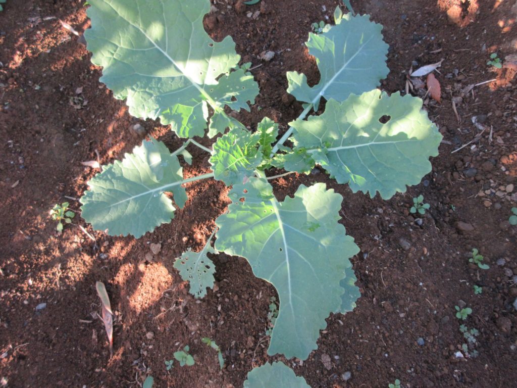 のらぼう菜　種植えから１か月