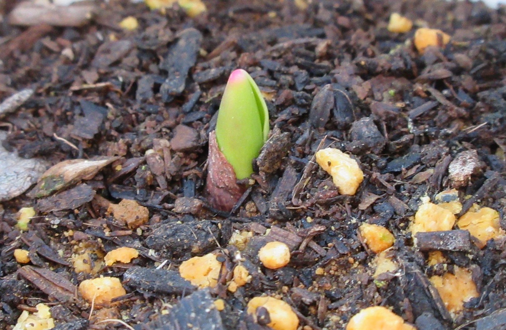 チューリップ　芽の成長