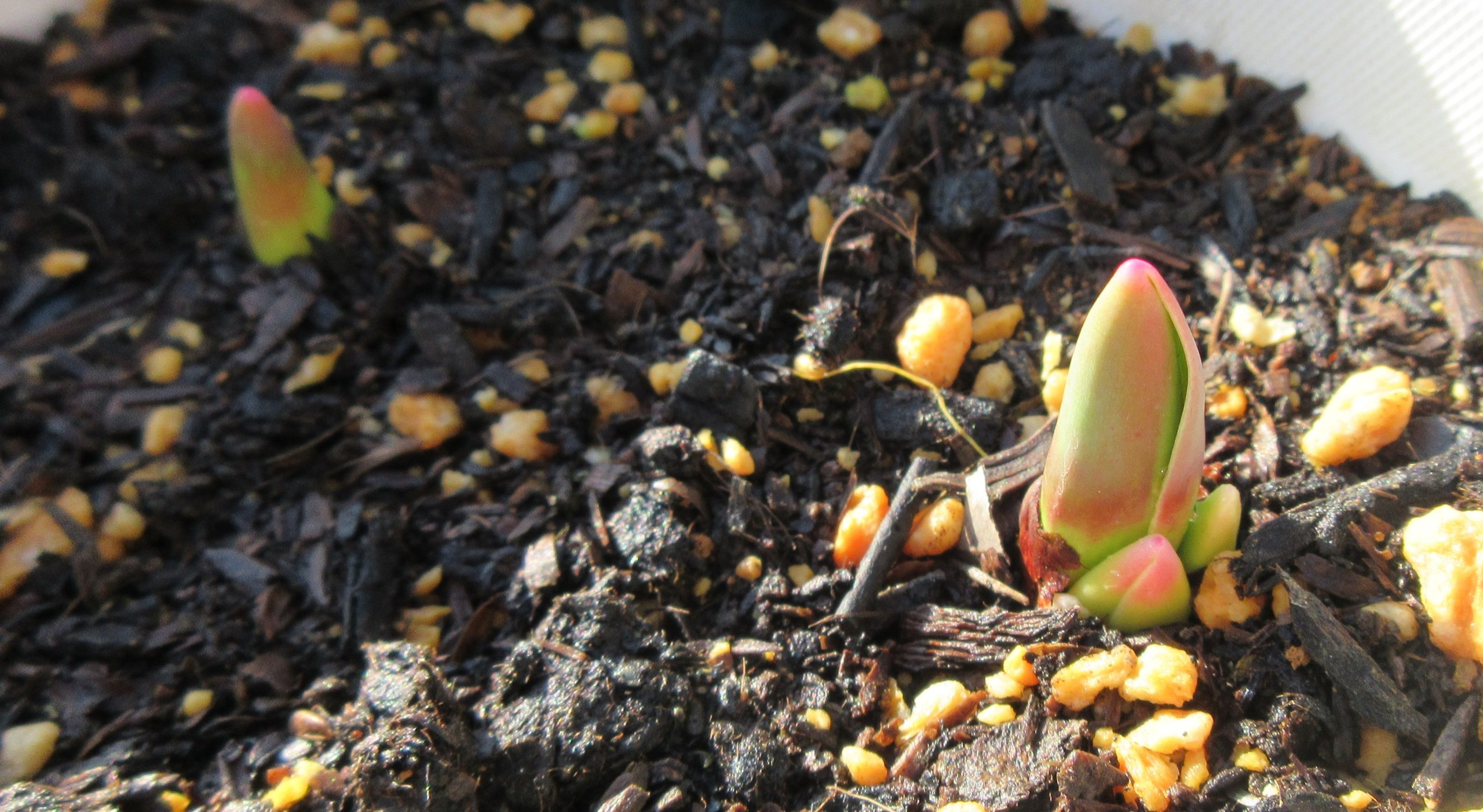 チューリップ　芽が成長
