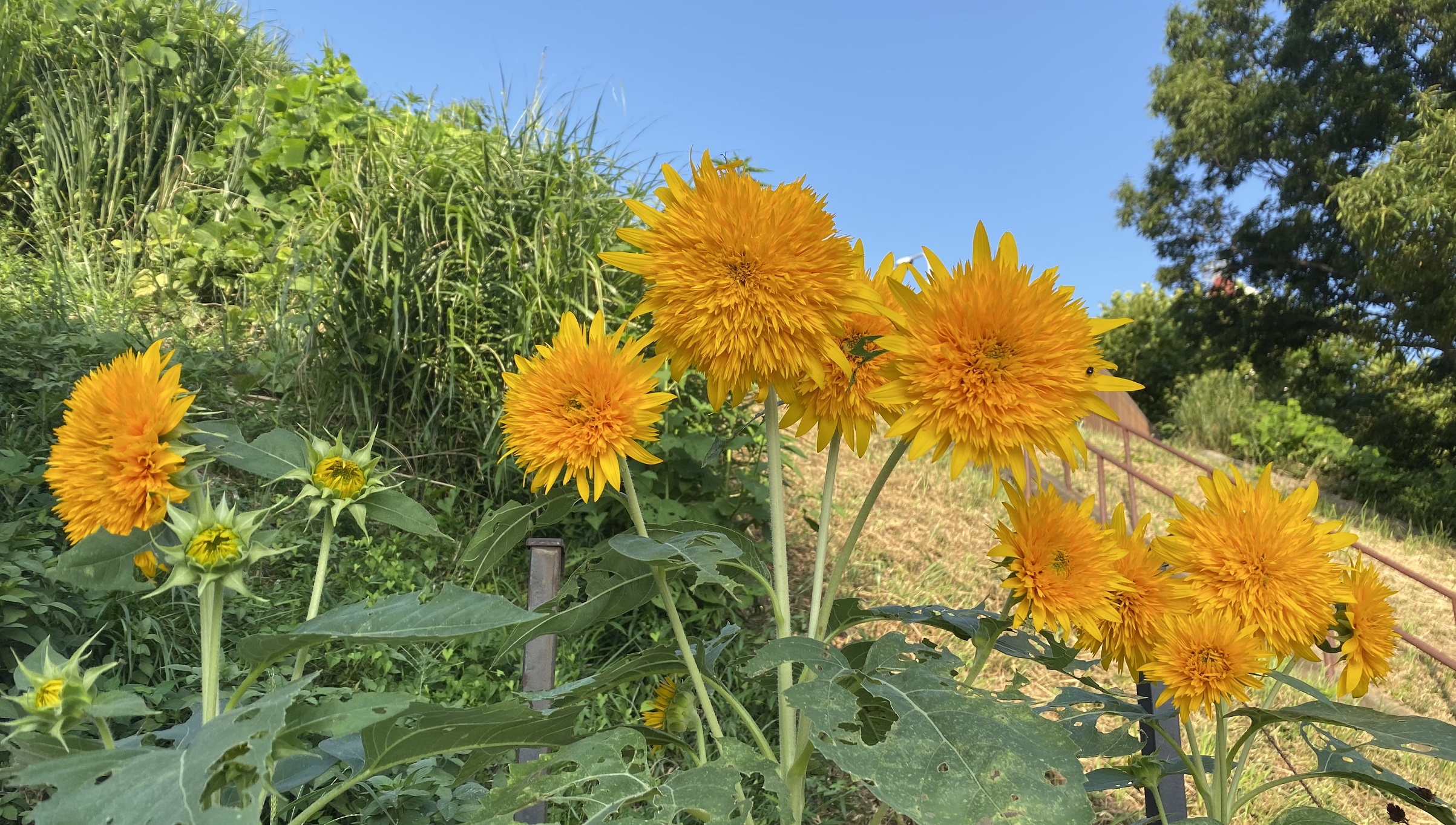 Tohoku Double Flowered Sunflower Cultivation Report 育ててみました