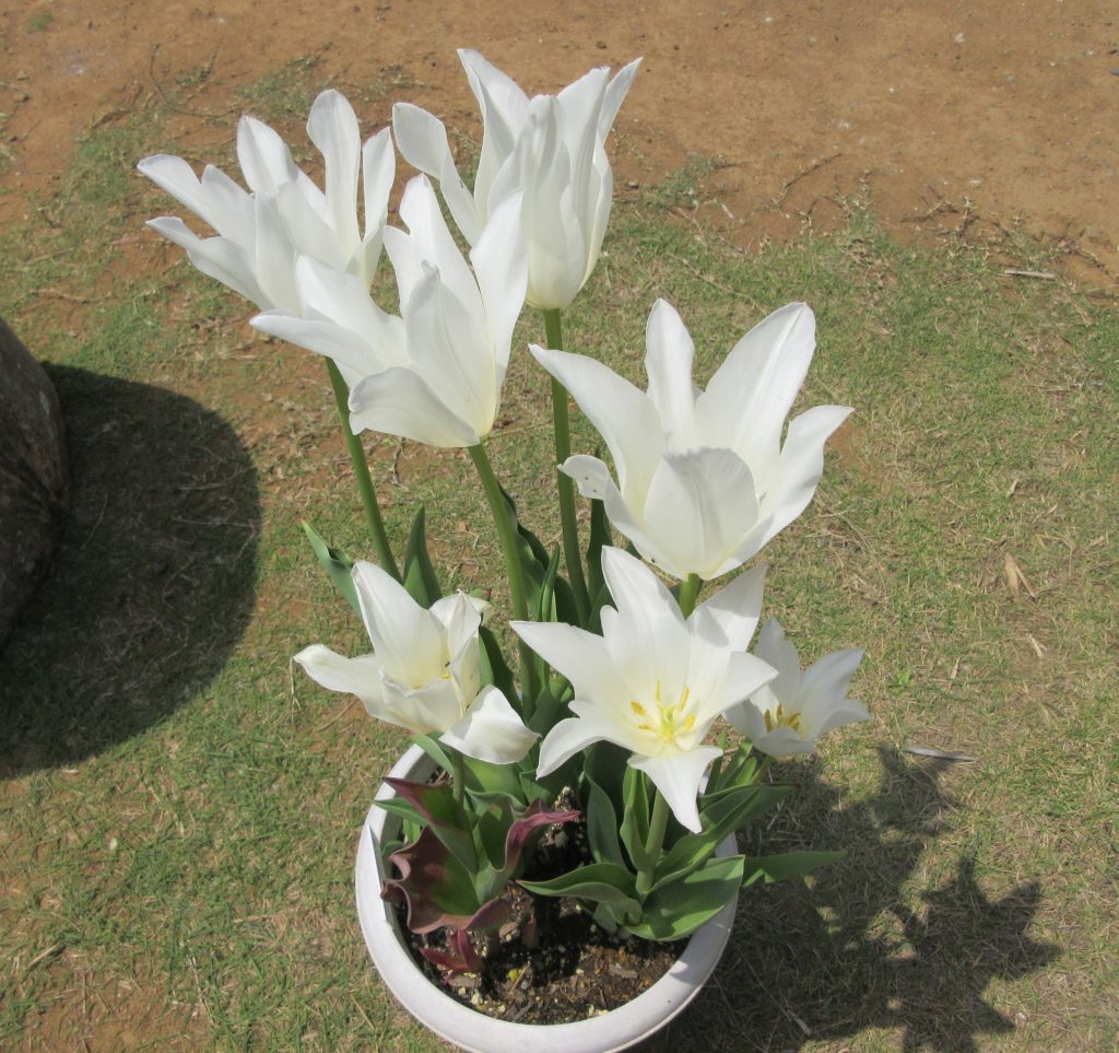 チューリップ　白花