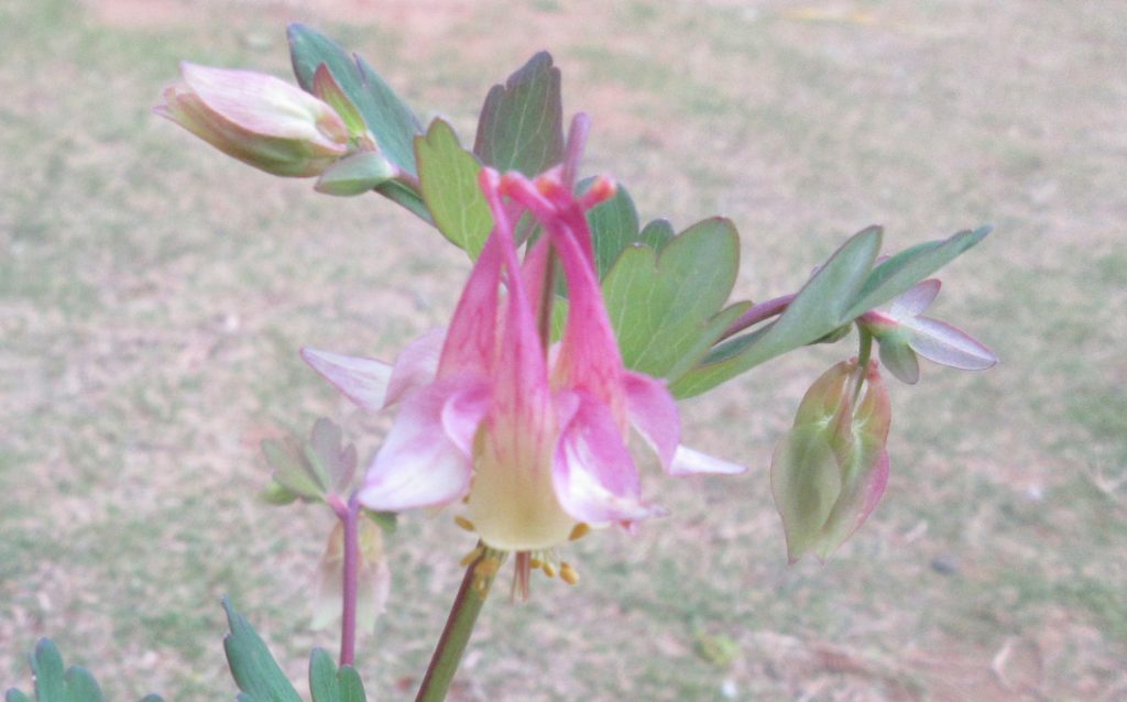西洋オダマキ　ピンクランタン　花