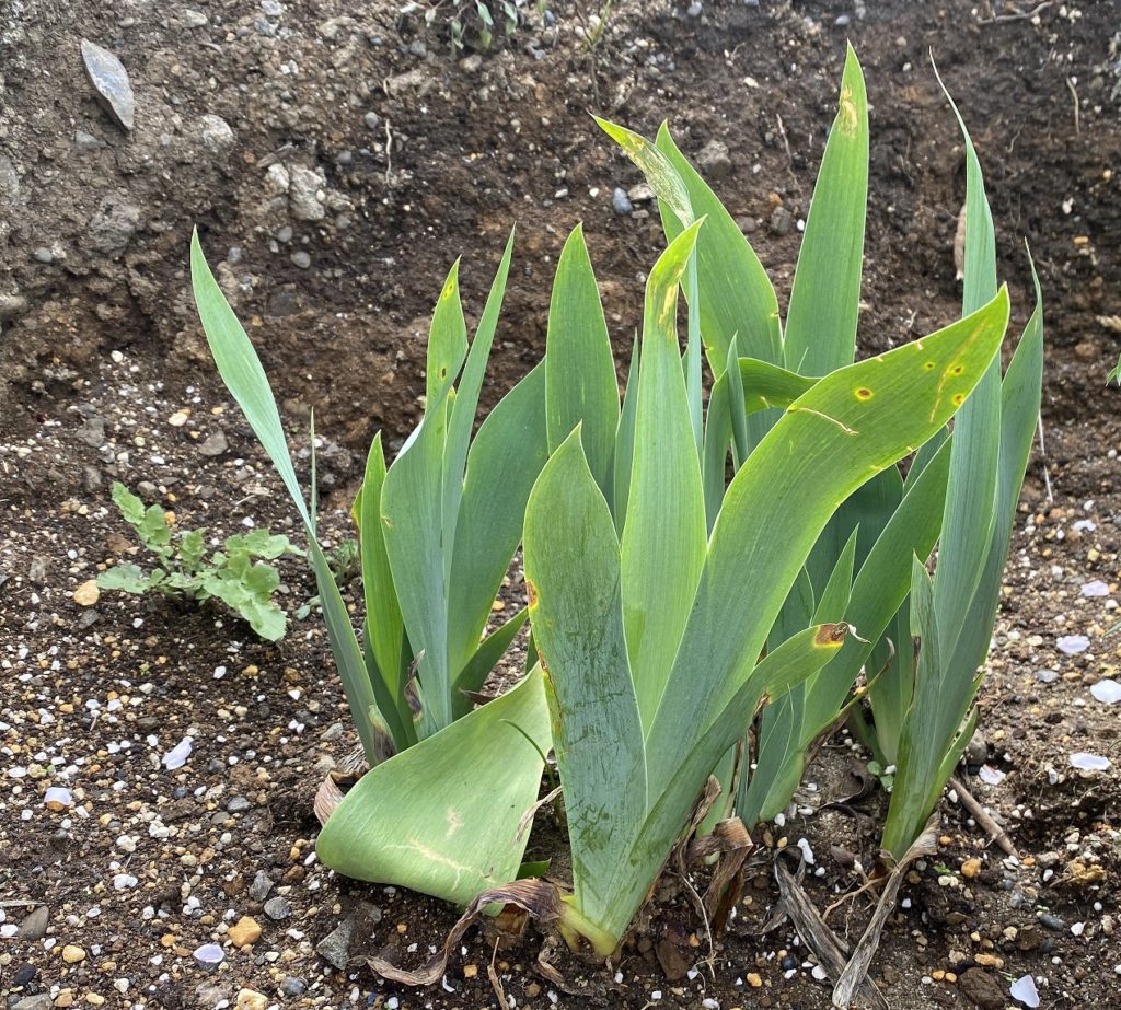 ジャーマンアイリス　成長