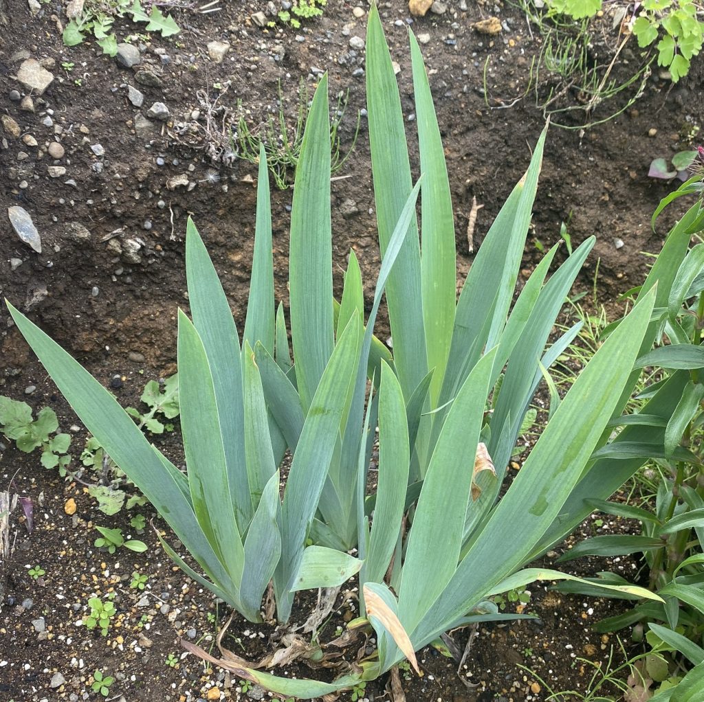 ジャーマンアイリス　葉が増える