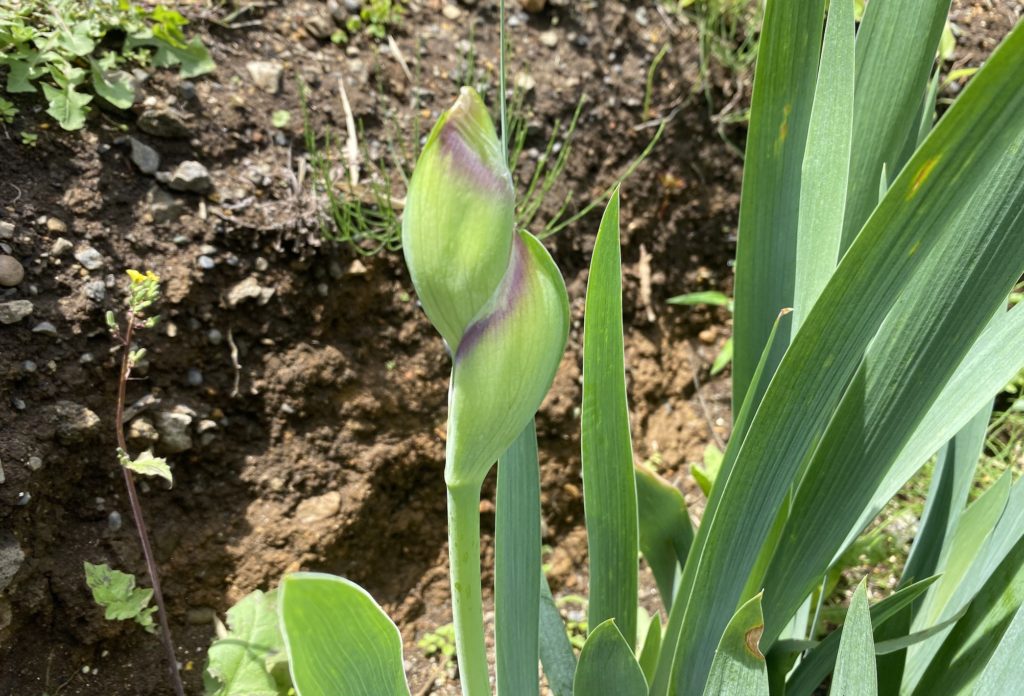 ジャーマンアイリス　つぼみ