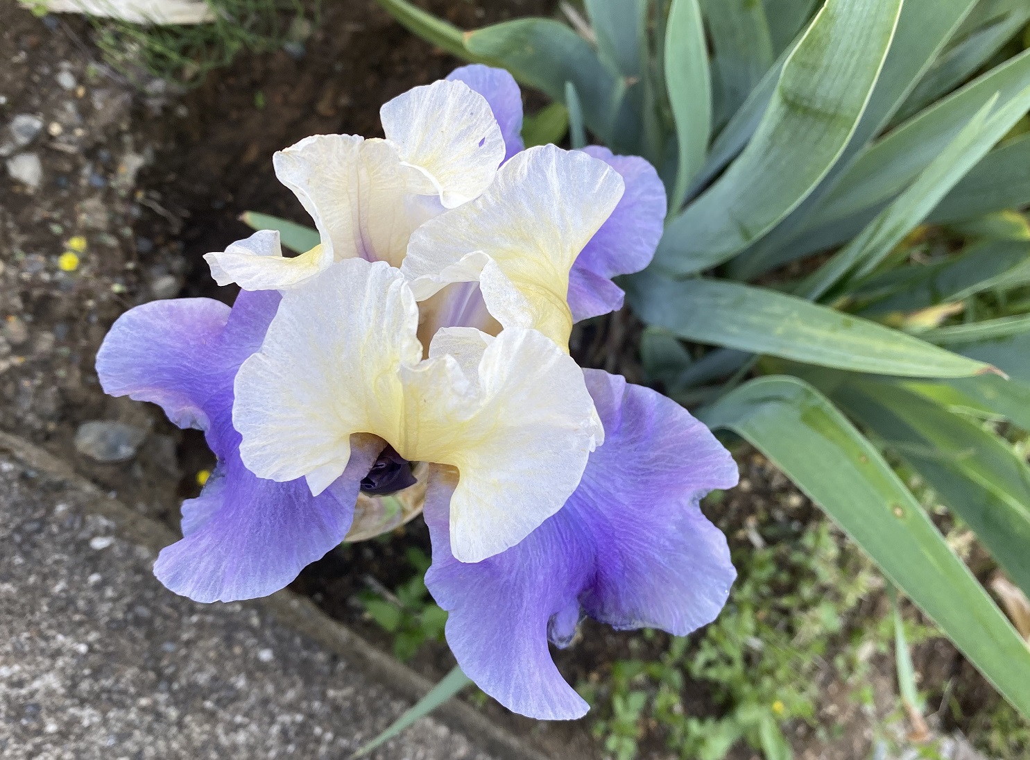 ジャーマンアイリスを育ててみました。 | 育ててみました。