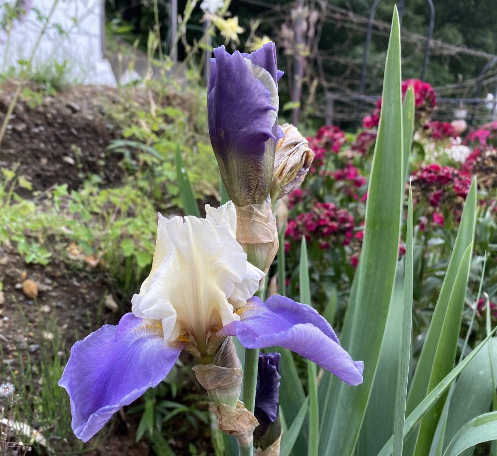 ジャーマンアイリス　開花