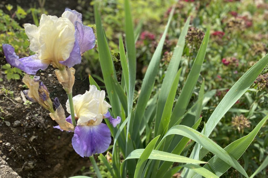 ジャーマンアイリス　２連咲