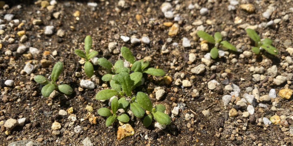 ヘリクリサム 帝王貝細工 を育ててみました 育ててみました