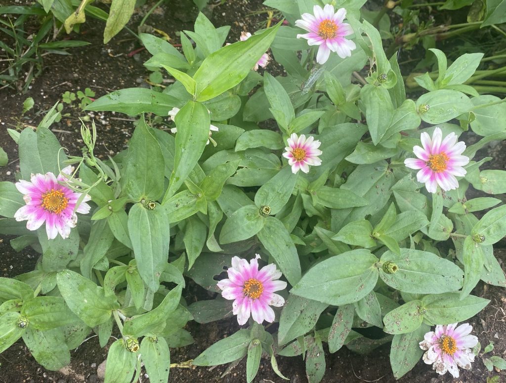 ジニア プロフュージョン チェリーバイカラーを育ててみました 育ててみました