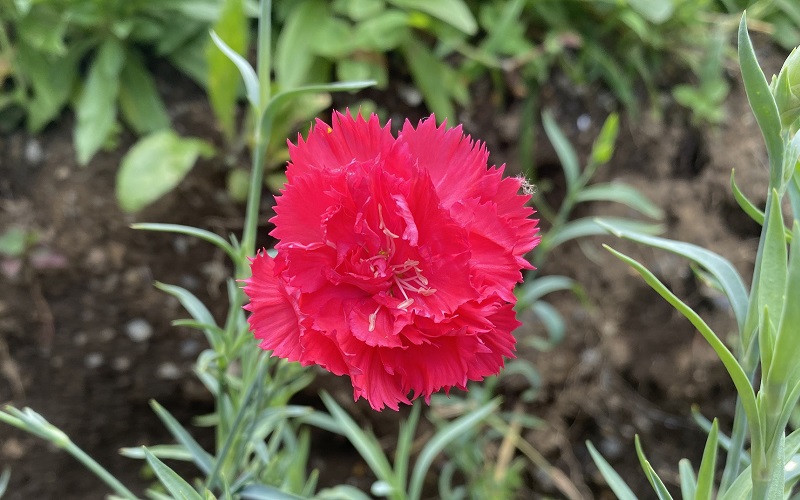 Carnation
