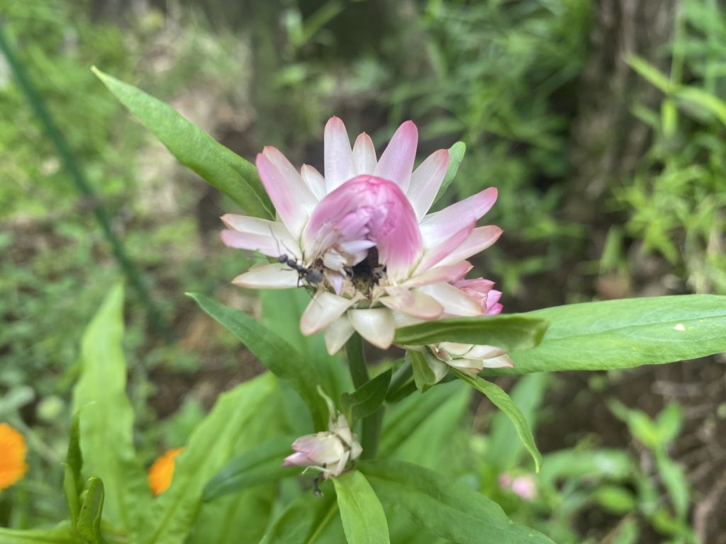 ヘリクリサム　花がアリに食べられる