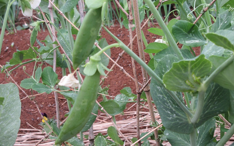 Snap peas