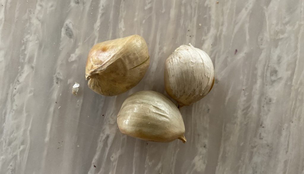 ジャンボニンニク　種芋