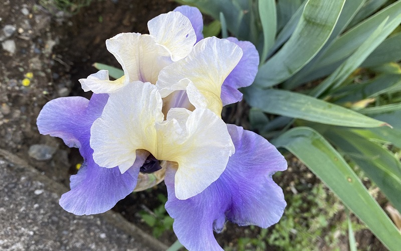 German iris