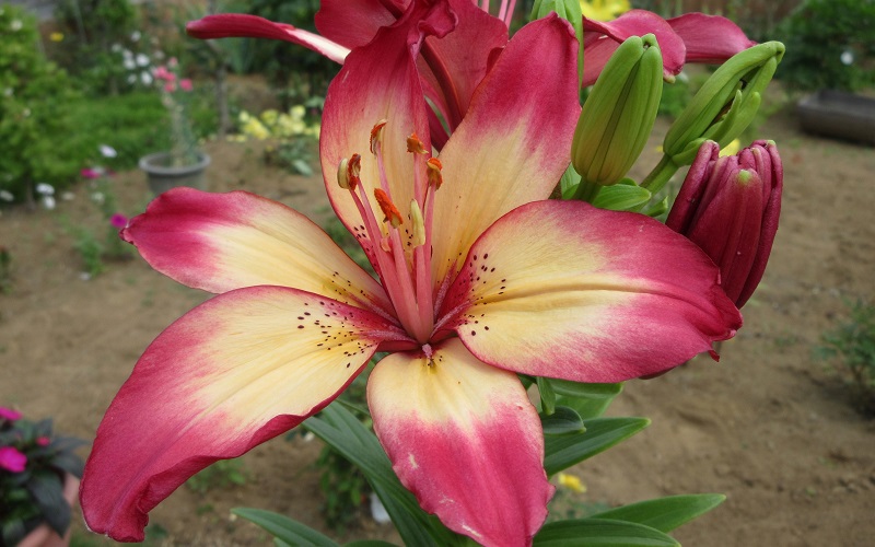 Lilium maculatum (Asian hybrid)