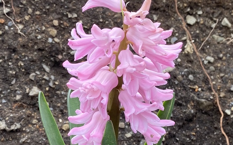Hyacinth