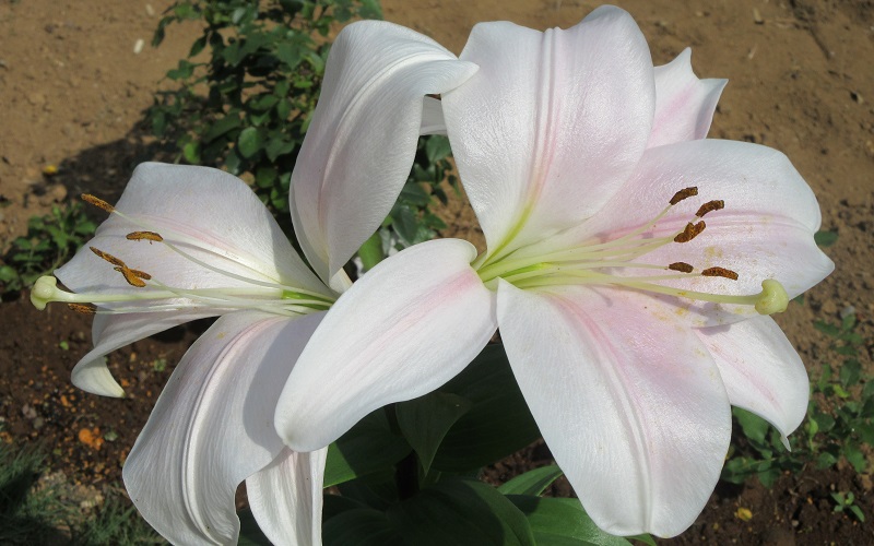 Lily (Oriental Hybrid)