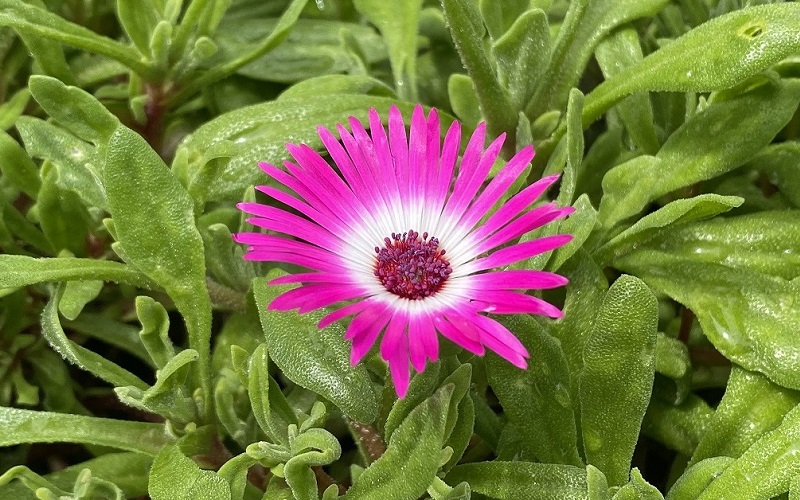 Livingstone daisy