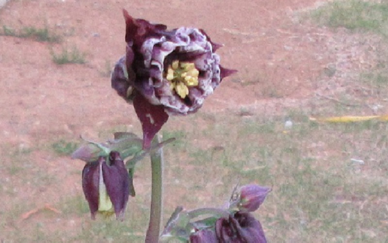 Columbine (Achillegia) Double Pleated Blackberry