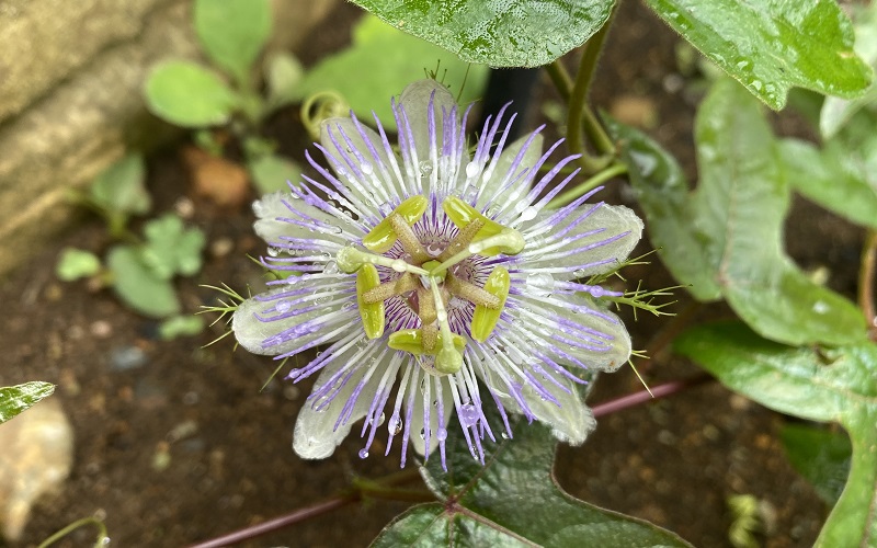 Passionflower picco rosso