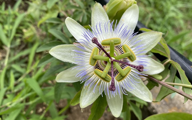 Passionflower constance elliott
