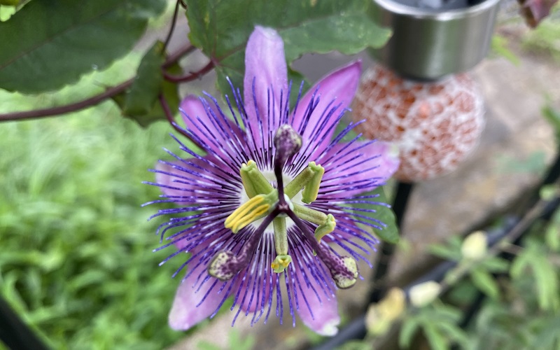Passionflower violacea