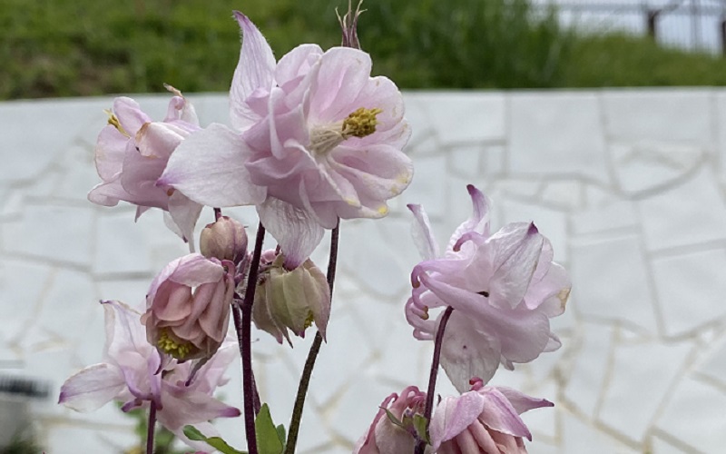 西洋オダマキ マッカナジャイアント