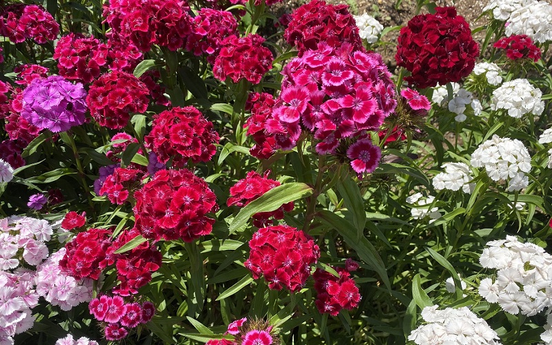 Dianthus barbatus