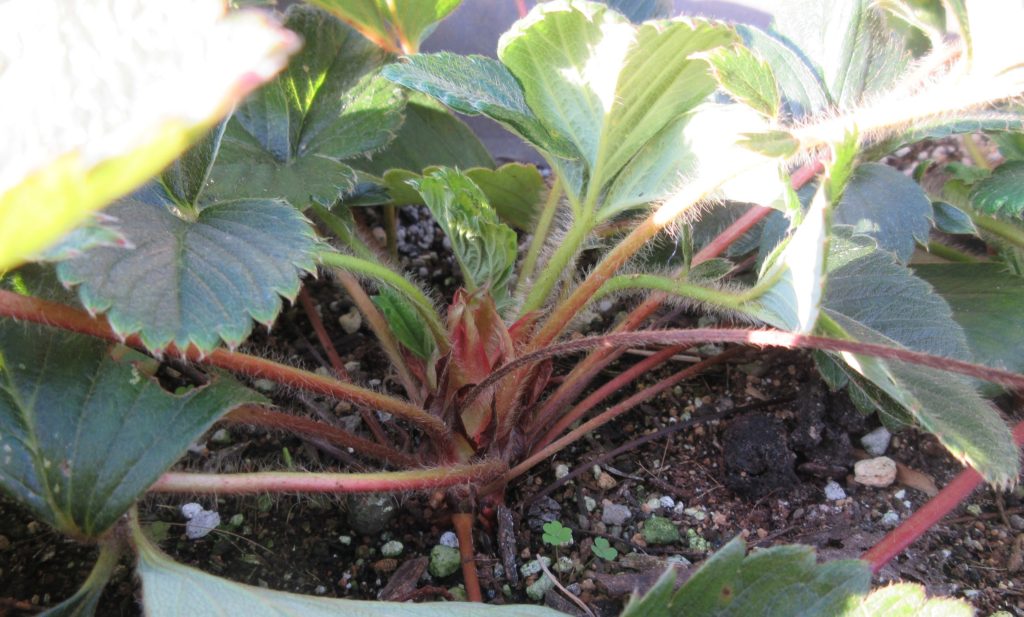 イチゴ　赤い芽