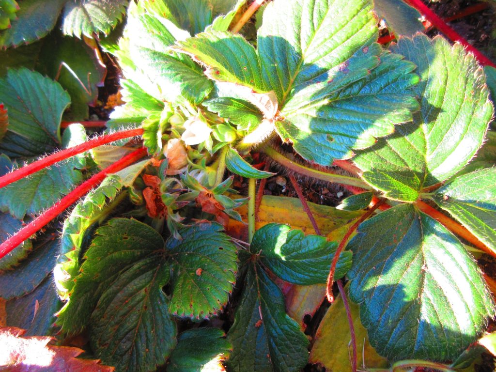 イチゴ　花から実へ