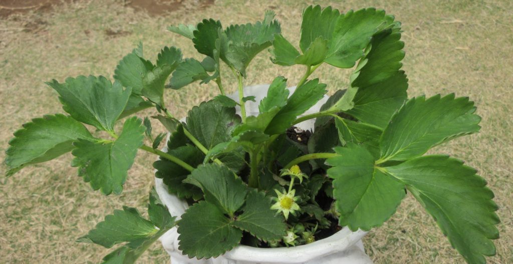 イチゴ　つぼみ