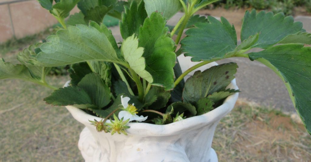 イチゴ　つぼみ