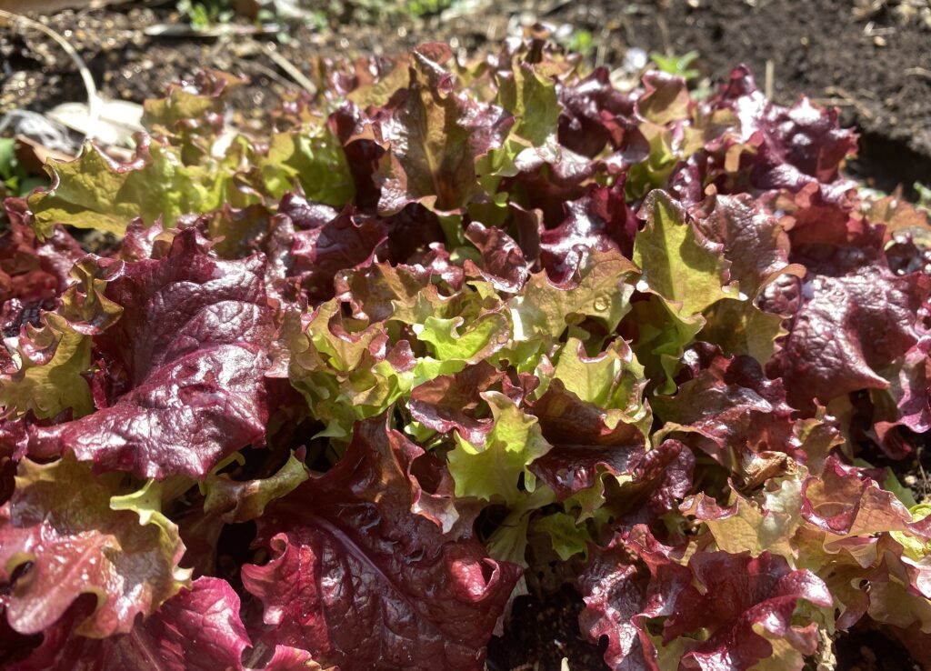 sunny lettuce　サニーレタス