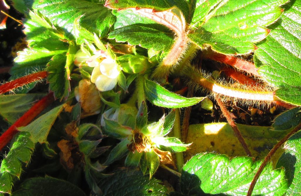 イチゴ　実ができ始めた状態