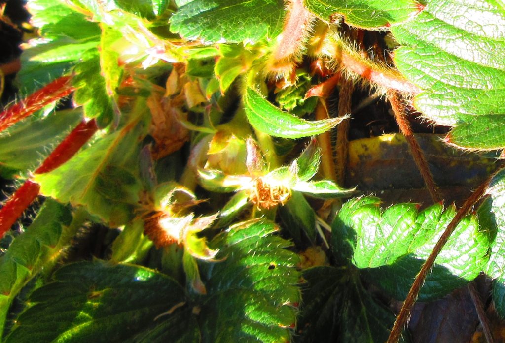 イチゴ　花托（かたく）花床（かしょう）