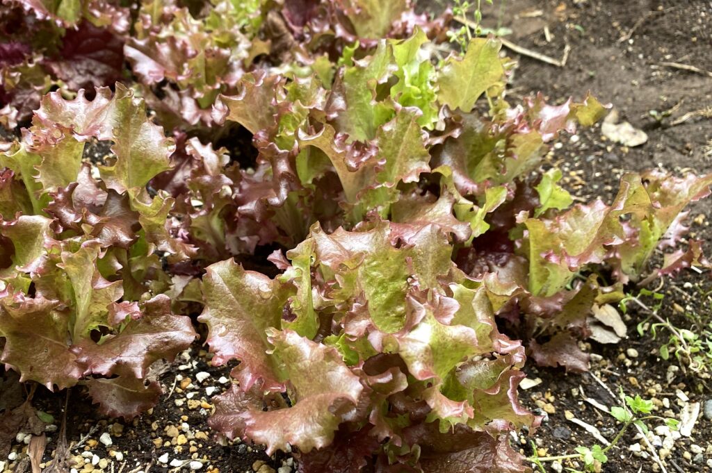 sunny lettuce　サニーレタス