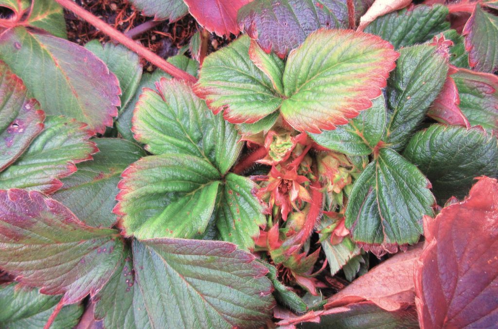 イチゴ　実がつき始め