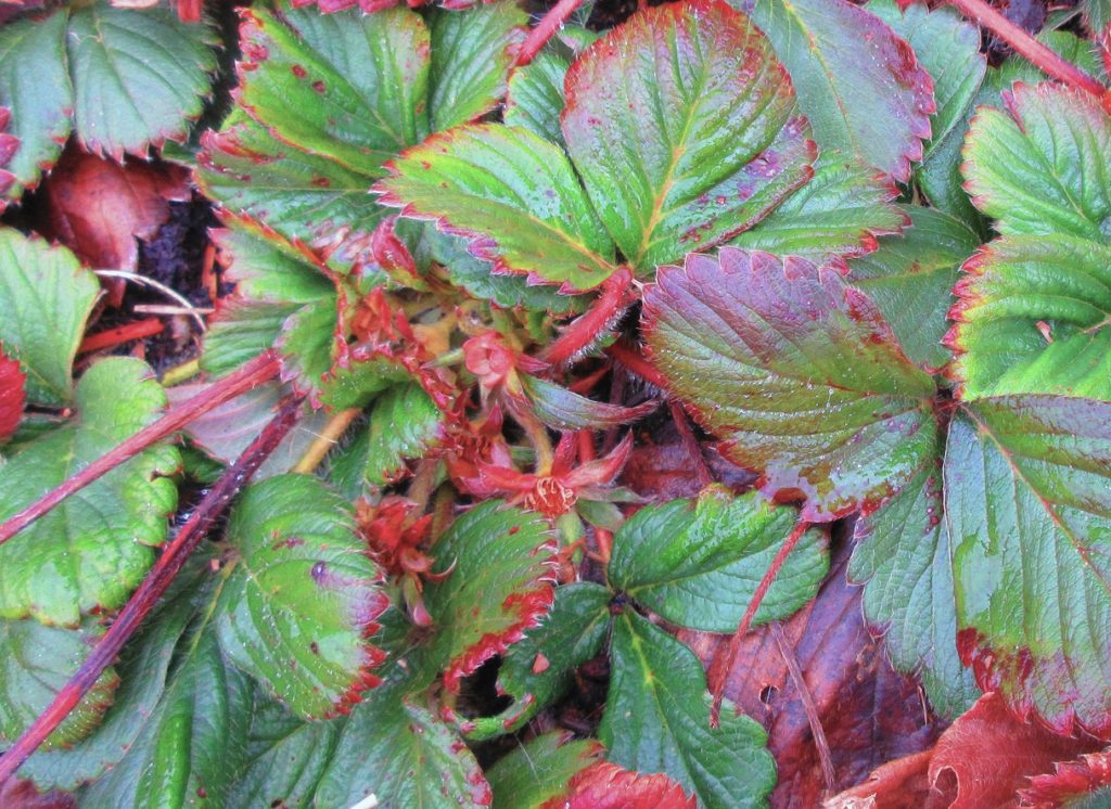 イチゴ　実がつき始め