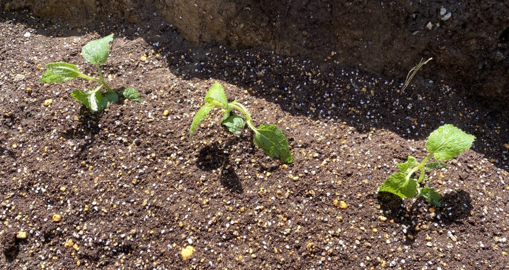 チョロギ 苗植え