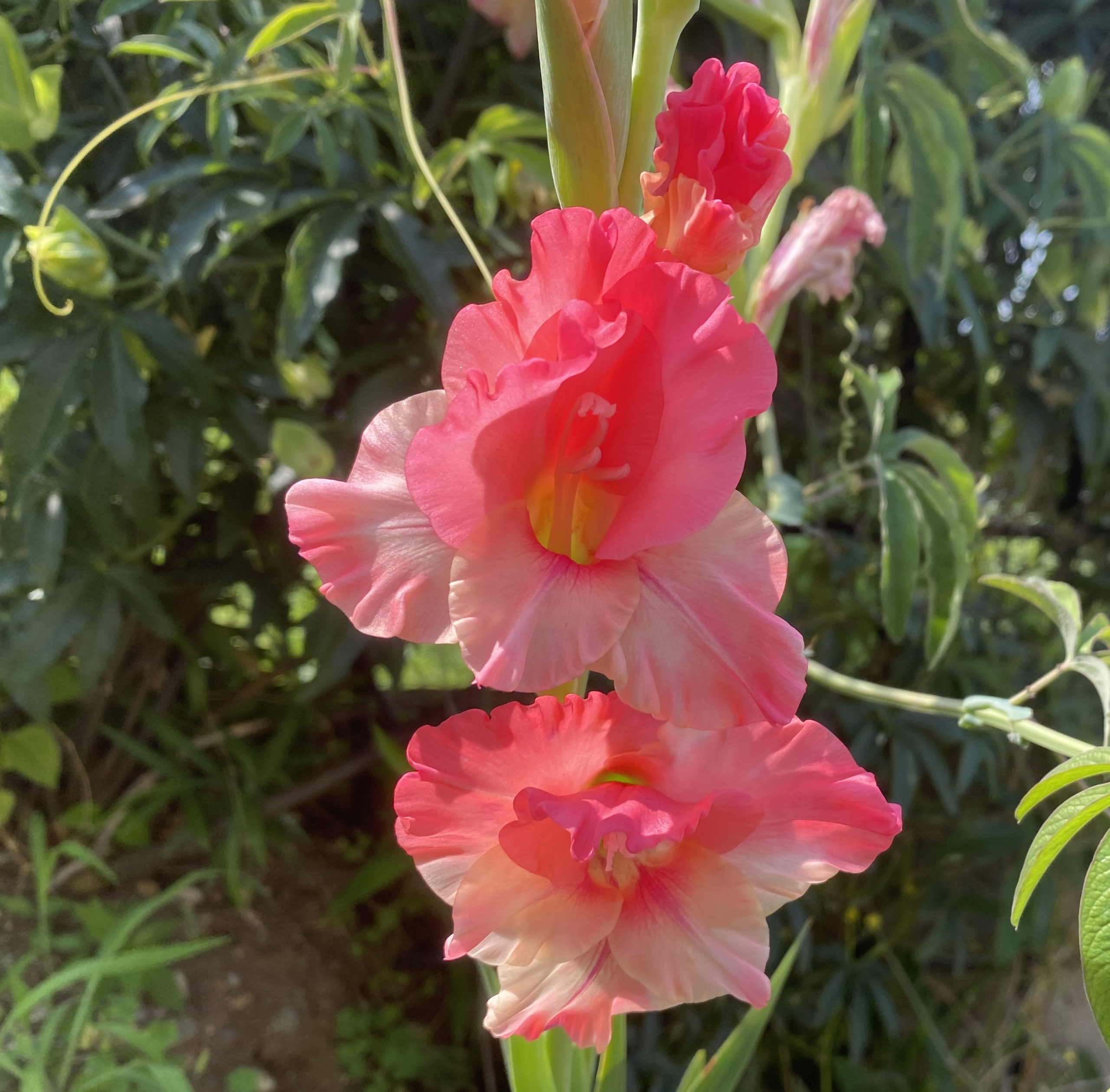 グラジオラス　花　ピンク　Gladiolus