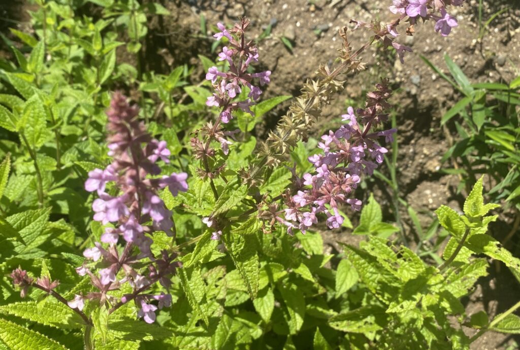 チョロギ Artichoke