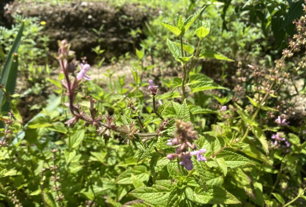 チョロギ Artichoke