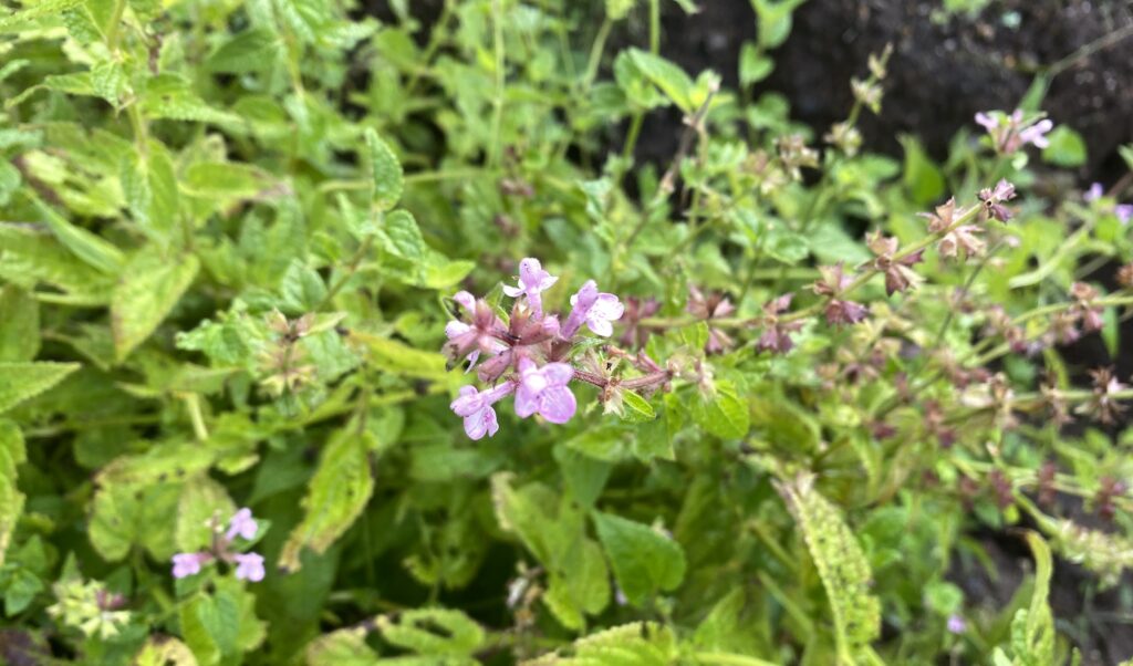 チョロギ Artichoke
