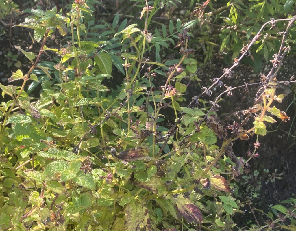 チョロギ Artichoke