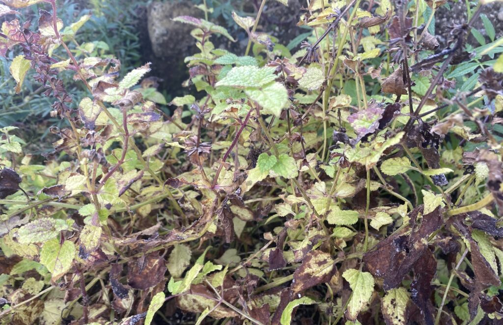 チョロギ Artichoke