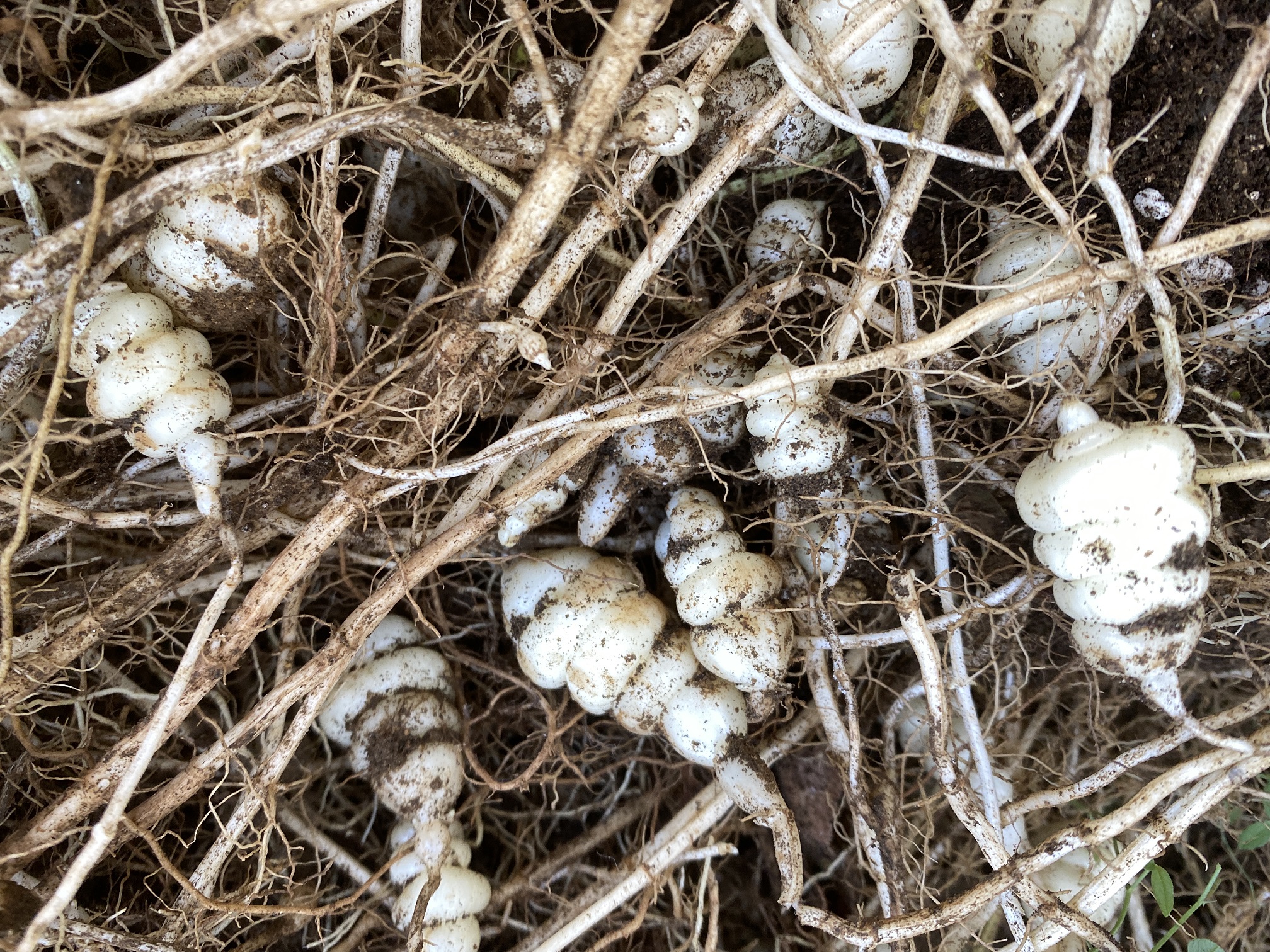 チョロギ Artichoke